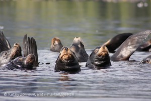 marine mammals: sea lions